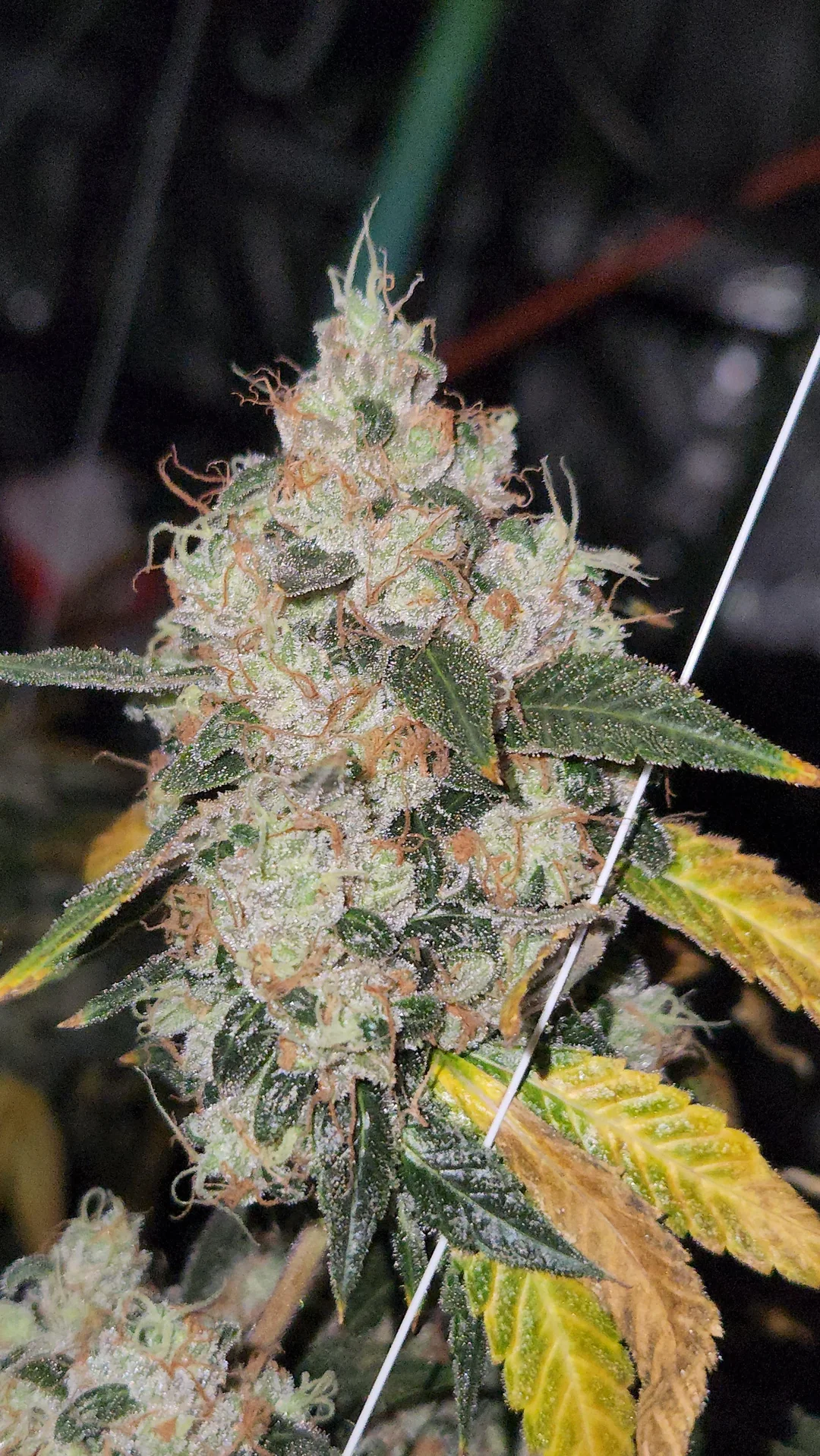 Sour Diesel cannabis clone legendary genetics